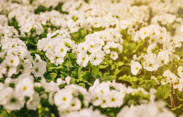 Light, flowers, spring, white, a lot, bokeh, Primula, primrose