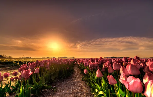 Field, the sky, the sun, clouds, light, sunset, flowers, nature