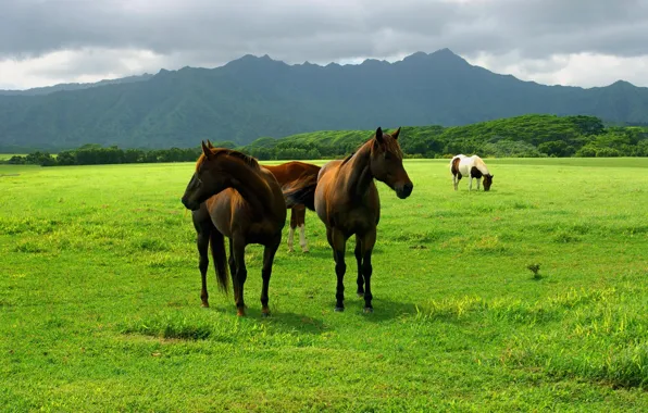 Field, animals, the sky, grass, earth, horses, horse, pasture