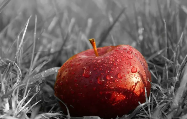 Apple, red, fruit