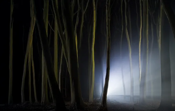 Forest, light, night, nature