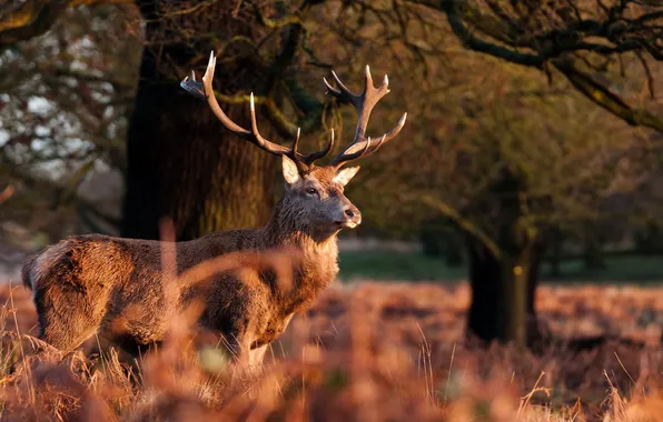 Picture autumn, face, deer, horns, handsome