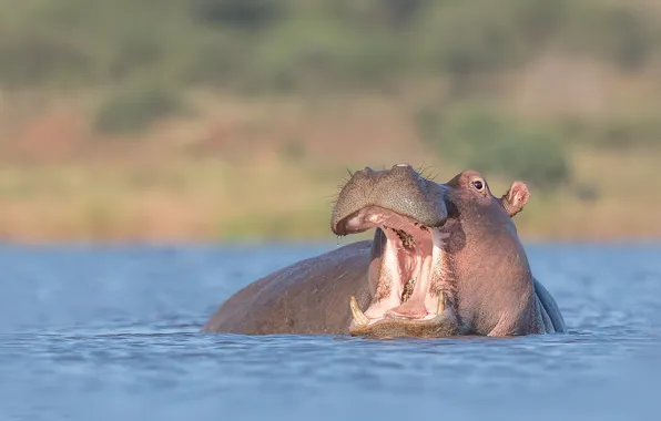 Look, face, water, portrait, bathing, mouth, Hippo, pond