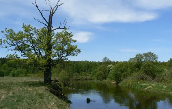 Picture greens, forest, the sky, clouds, river, oak, Belarus, my photo