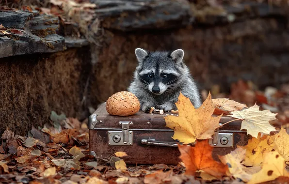 Autumn, leaves, bread, raccoon, suitcase, Elena Solovyova