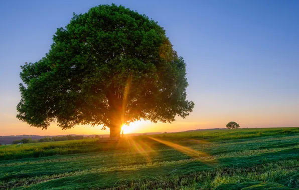 Field, the sky, grass, the sun, rays, trees, dawn, Germany