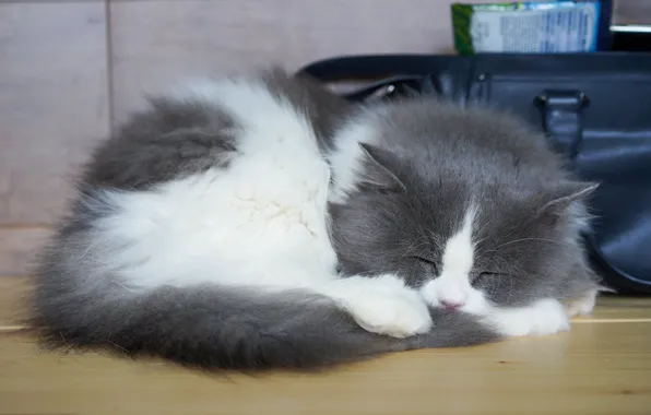 Cat, kitty, table, sleep, sleeping, lies, bag, kitty