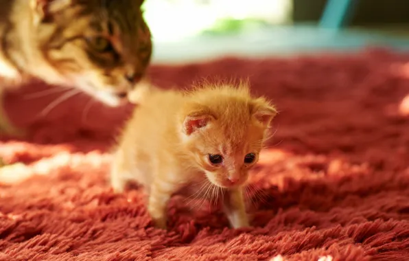 Cat, carpet, kitty, cub, mom