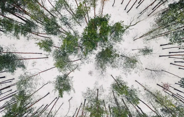 Picture winter, forest, snow