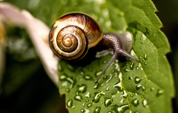 Picture sheet, snail, water drops