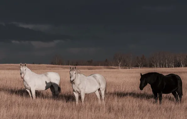 Picture the storm, field, clouds, trees, horse, shadow, sunlight