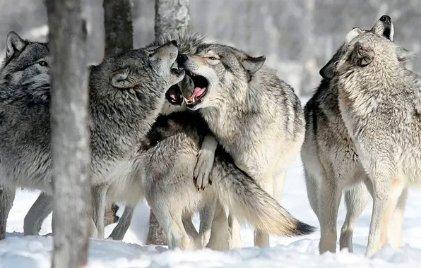Nature, predator, animal, wolf, wildlife, portrait, portrait., Canis lupus. face
