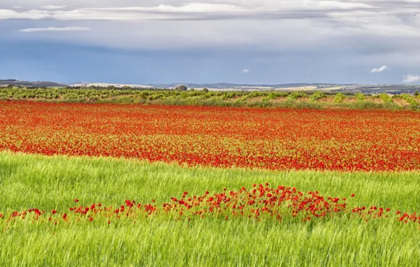 Picture field, grass, Maki