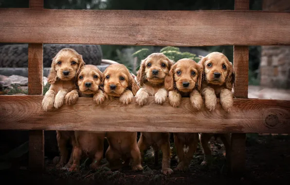 Animals, nature, Board, puppies, the fence, puppies, cubs, Cocker Spaniel