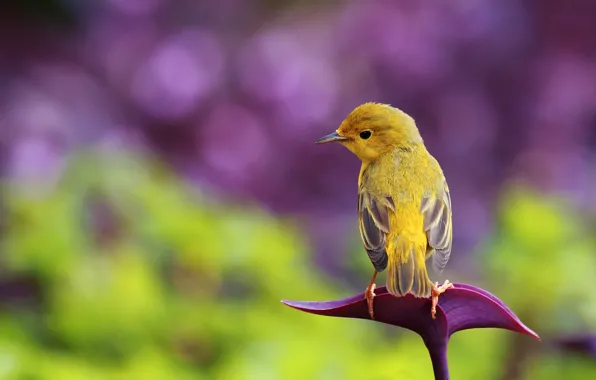 Glare, background, bird, yellow, bokeh