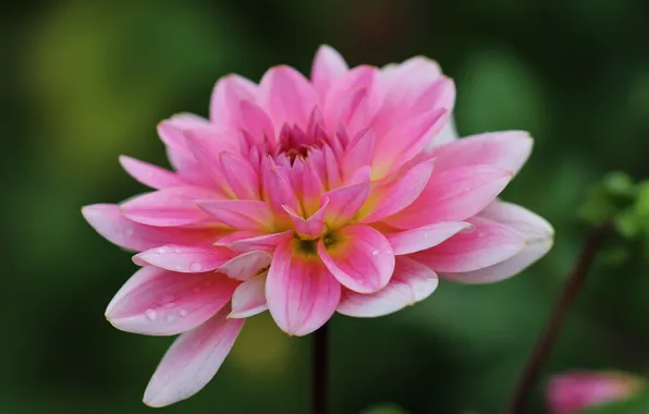 Flower, drops, macro, pink, Dahlia