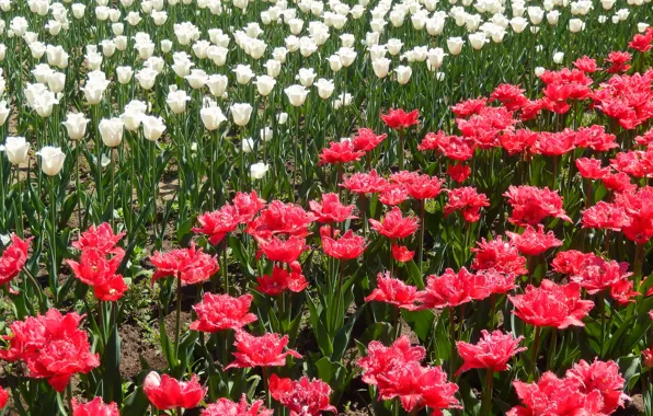 Picture flowers, widescreen, Wallpaper, tulips, wallpaper, widescreen, background, the Wallpapers