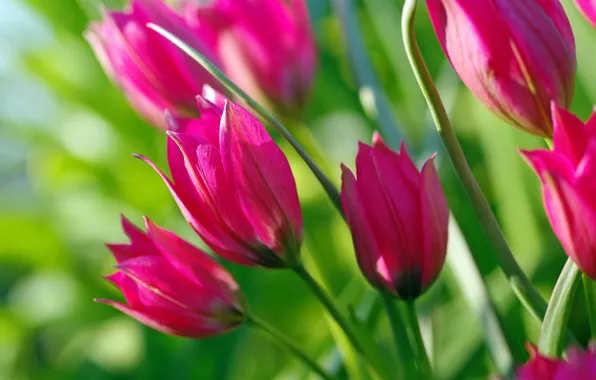 Tulips, buds, raspberry