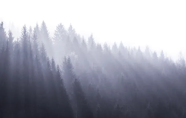 Forest, light, fog