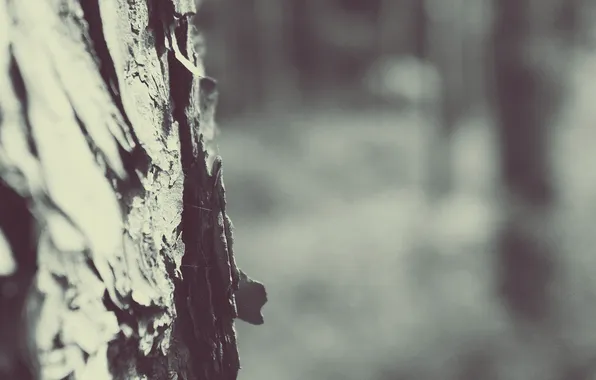 Macro, photo, tree, trunk, bark, Wallpaper for desktop, full hd wallpapers 2560x1440