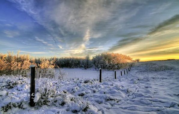 Winter, field, snow