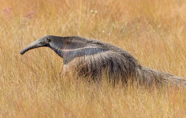 Grass, nature, Brazil, the state of Minas Gerais, giant anteater, Serra da Canastra National Park