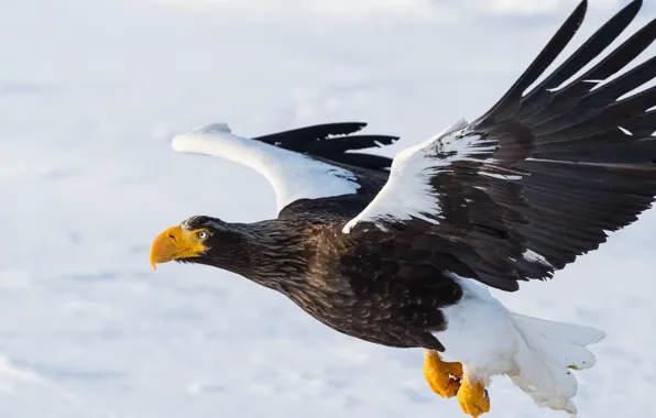 Bird, wings, predator, flight, Steller's sea eagle