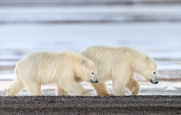 Picture pebbles, shore, two, bear, pair, bear, walk, polar bear