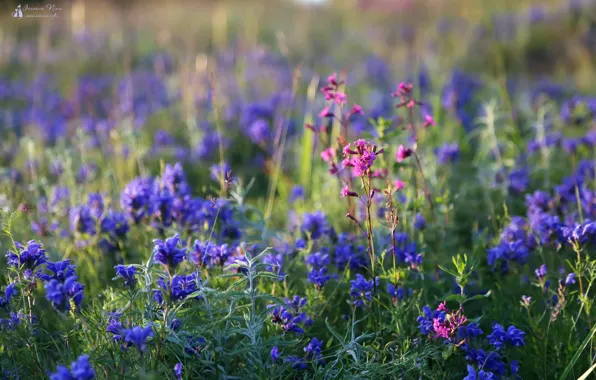 Landscape, nature, Flowers