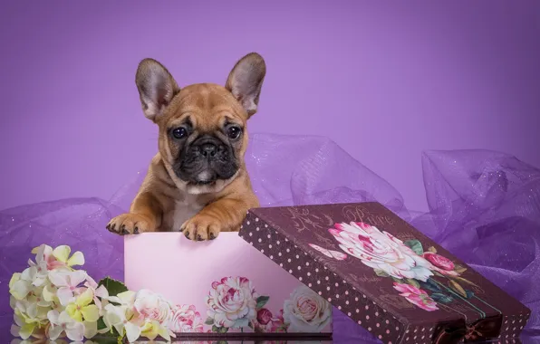 Picture flowers, box, puppy, veil, French bulldog