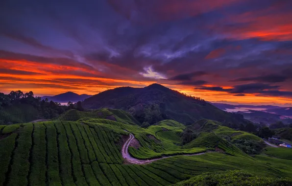 Picture clouds, mountains, hills, glow, plantation