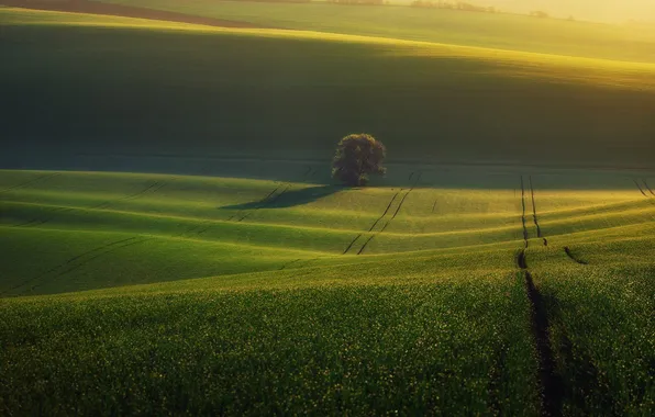 Field, beauty, space, lonely tree, light and shadow, Krasimir Matarov