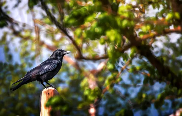 Picture leaves, branches, bird, treatment, Landing spot