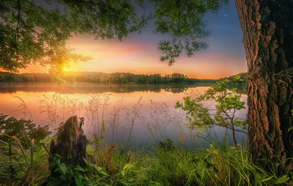 Picture summer, grass, sunset, lake, reflection, tree