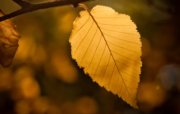 Autumn, sheet, leaf, bokeh