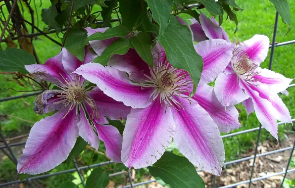 Leaves, pink flowers, clematis