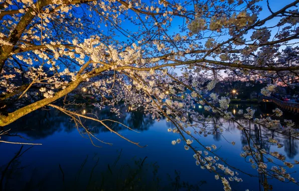 Spring, Japan, Sakura, Mitaka, Park Inokashira