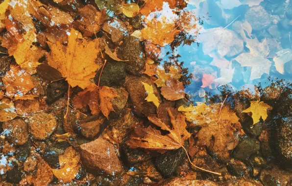 Picture autumn, leaves, water, nature, lake, stones, background, beauty