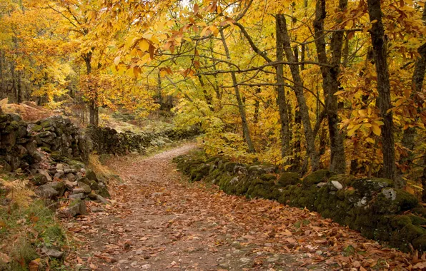 Autumn, Park, foliage, track
