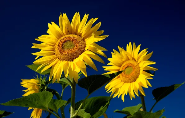 Field, the sky, sunflower, petals