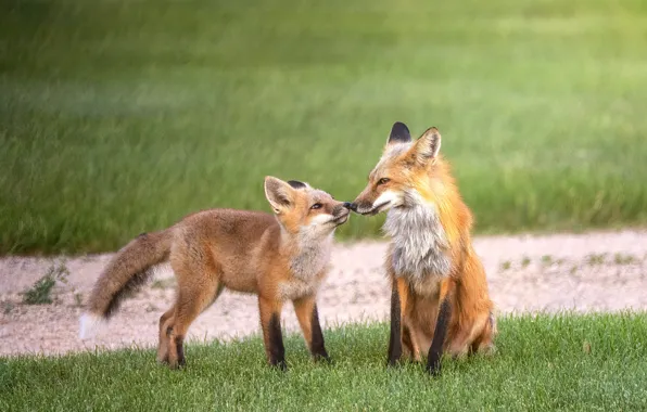 Nature, glade, treatment, Fox, Fox, Fox, two foxes