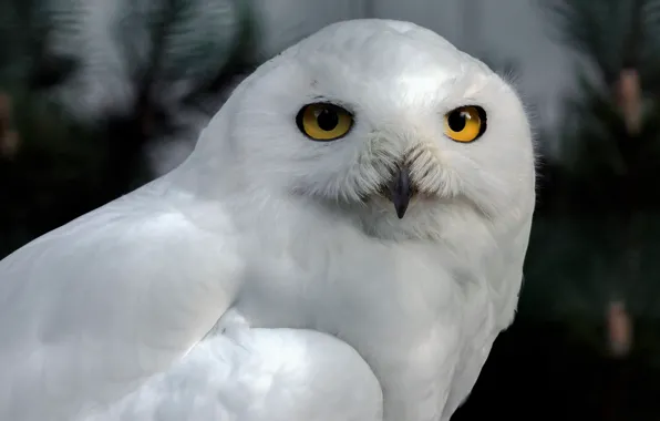 Picture look, the dark background, owl, bird, portrait, white, polar, snowy owl