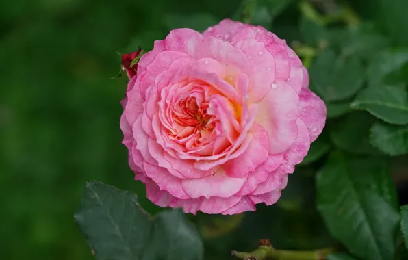 Picture drops, macro, pink, rose, petals