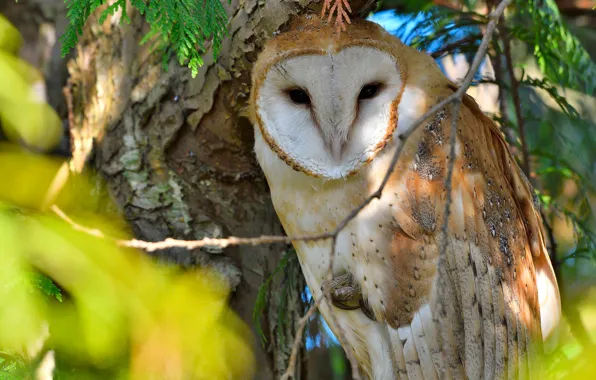 Branches, owl, bird, the barn owl