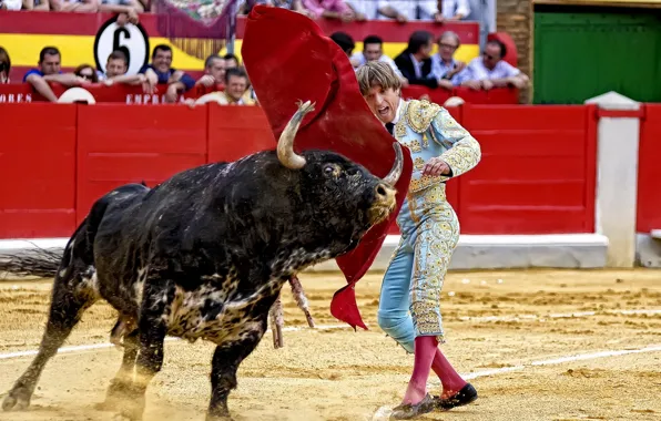 Picture Spain, bull, toreador
