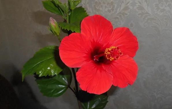 Flowers, red, hibiscus