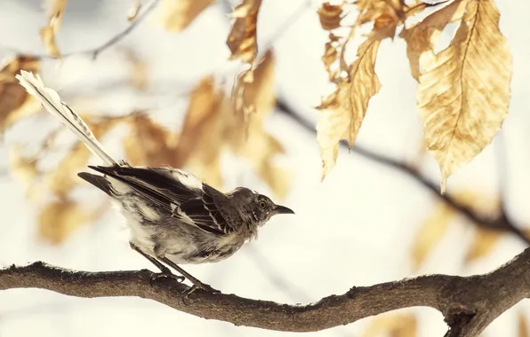 Picture winter, leaves, tree, Northern Mockingbird