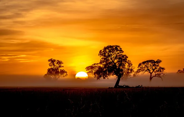 Picture field, trees, fog, sunrise, orange sky