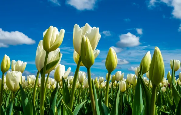 Picture the sky, tulips, buds, plantation, white tulips
