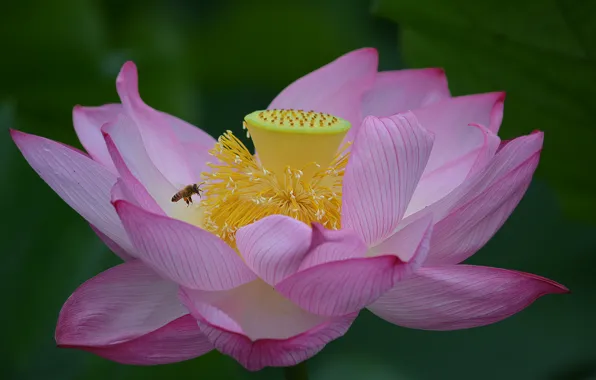 Macro, OSA, Lotus, pink, pink, macro, lotos, Wasp